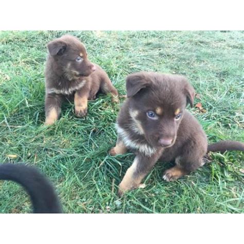 Smart And Healthy Purebred German Shepherd Puppies Portland Puppies For
