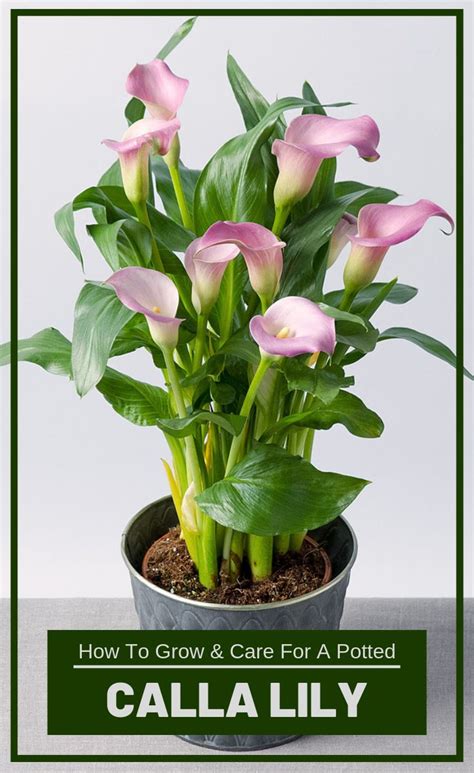 How To Grow And Care For A Potted Calla Lily Lily Plant Care Lily