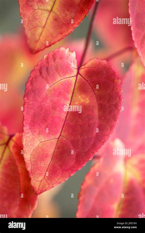 Cercidiphyllum Japonicum Katsura Tree Leaves Showing Autumn Colour