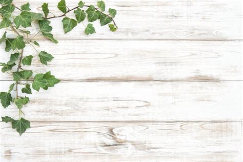 Green Plants On Bright Wooden Background Wood Texture