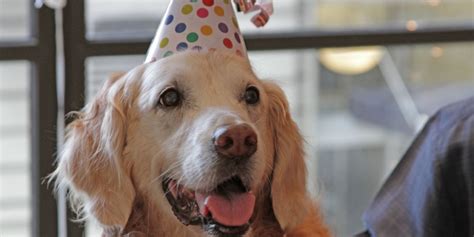 911 Rescue Dog Celebrates 16th Birthday In New York City