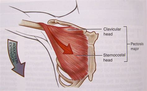 Human Biology How Does The Pectoralis Major Work When Doing A Bench