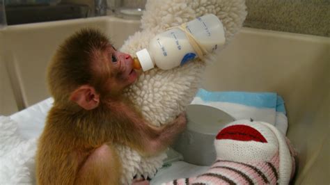 NIH Lab Led By Stephen Suomi To Stop Baby Monkey Experiments CBS News