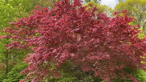 My Japanese Maples Red Leaves 🍁 Tree 2021 Youtube