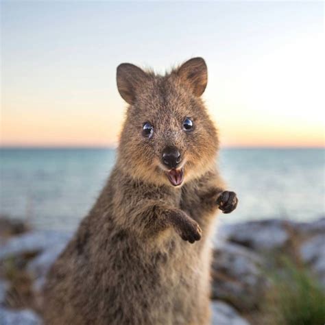 19 Reasons Why Quokkas Are The Very Best Antidote To ...