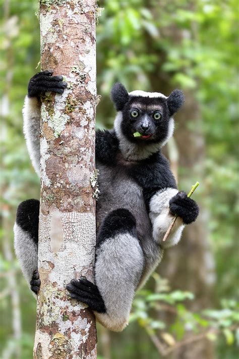 Lemur Indri Madagascar Wildlife Animal Photograph By Artush Foto