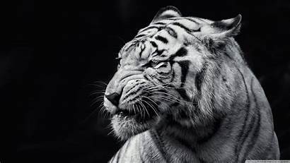 Tiger Pc 1920 Background 1080 4k Ultra
