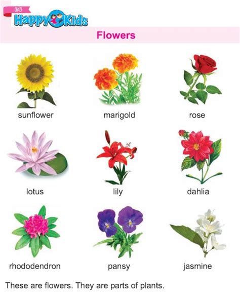 Facts About Flowers For Kindergarten