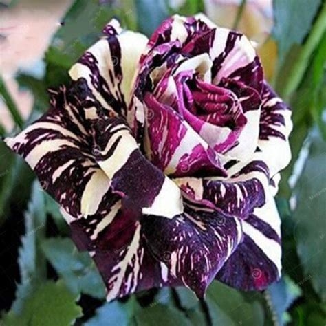 100pcs Purple Dragon Rose Seeds Rare And Beautiful Striped Etsy