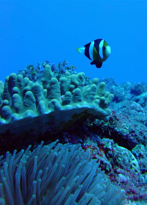 Noaa Coral Reef Ecosystem Division Mission Blog Beyond Sarigan