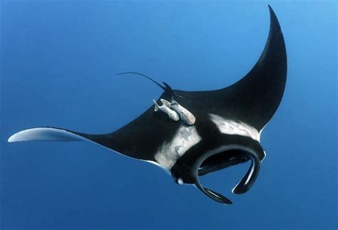 Giant Manta Ray Manta Birostris Have You Ever Seen Something That