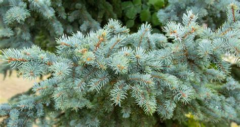 Trimming Bottom Branches Of Blue Spruce A Quick Guide