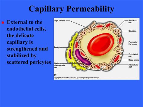 PPT - The Cardiovascular System: Blood Vessels PowerPoint ...