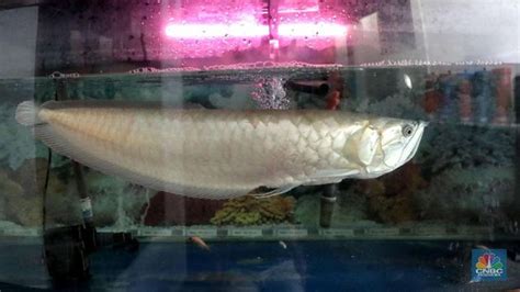 Ikan yang juga dikenal dengan ikan pasir putih ini hidup di perairan harga per kilo dari ikan yang memiliki panjang tubuh sampai 29 sentimeter ini bisa mencapai rp.120.000,00. Tak Hanya Arwarna Putih, Ini Deretan Ikan Harga Miliaran