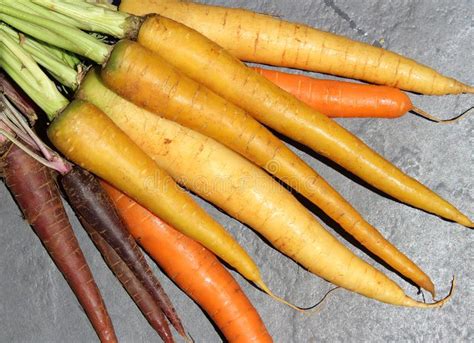 Colorful Carrots Stock Photo Image Of Colorful Agriculture 102793684