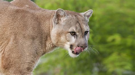 Are you interested in the puma spirit animal? Mountain Lion (Puma, Cougar) | San Diego Zoo Animals & Plants