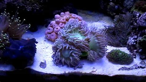 Overstocked Biocube 29 Reef Tank With Sps Corals Part 4 In Hd Youtube