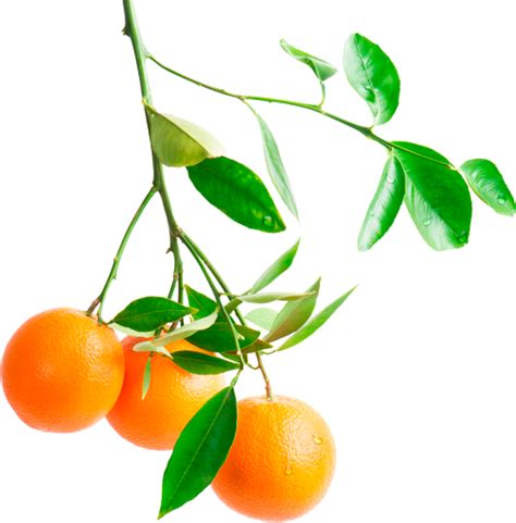 Give your plants a bit of support. Image - Orange-branch.png | Animal Jam Clans Wiki | FANDOM ...