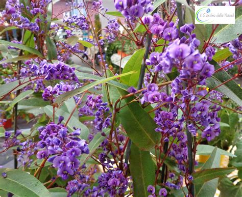 Una pianta stupenda, che può essere coltivata sia in vaso, che in piena terra. Il giardino delle Naiadi: HANDERBERGIA VIOLACEA ...