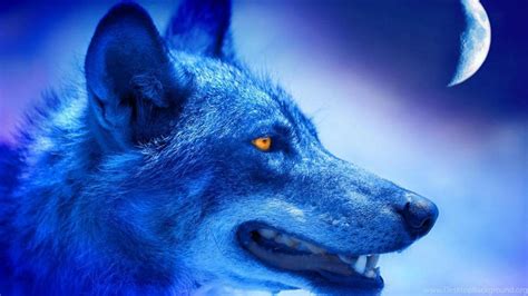 Blue Wolf Wallpapers Wallpaper Cave