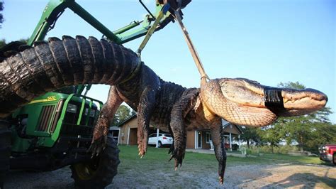 The Largest Alligator Ever Caught