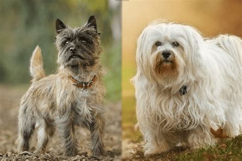 Cairnese Cairn Terrier And Havanese Mix Pictures Info Care And More