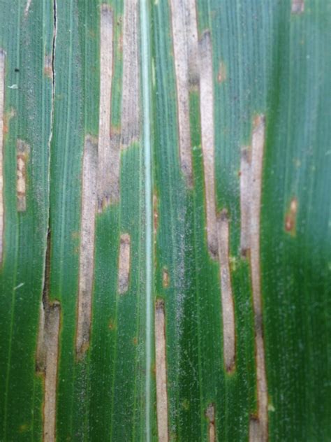 Bacterial Leaf Streak Confirmed in Iowa | Integrated Crop Management