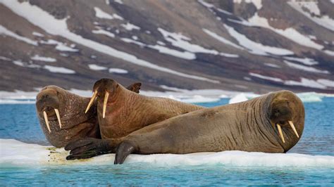 8 Facts About The Wonderful Walrus