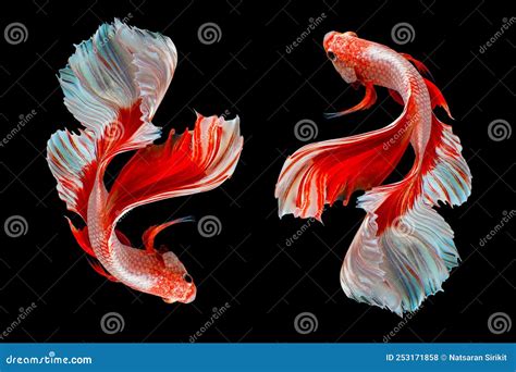 Beautiful Movement Of Two Red White Betta Fish Fancy Halfmoon Betta