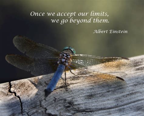 Dragonfly Sayings And Quotes Quotesgram