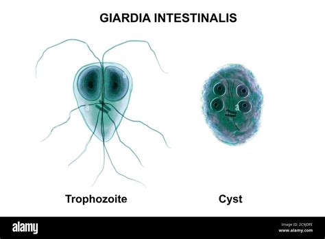 Giardia Lamblia Cyst Hi Res Stock Photography And Images Alamy