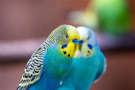 Exotic Animal Spotlight Budgerigars As Pets Budgie Care Guide