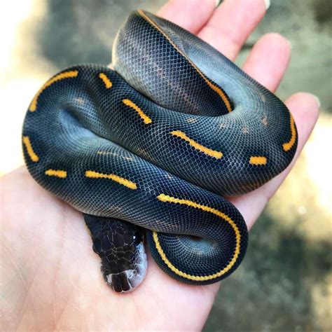 Discover Snakes 🐍 On Instagram Beautiful Ball Python Morph By