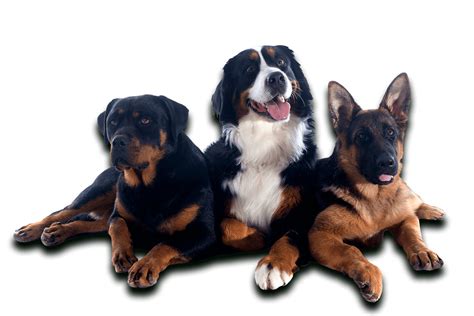 Complete Canine Training Solutions