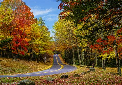 Download Wallpaper Autumn Road Forest Trees Free