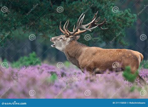 Red Deer During Mating Season Stock Photo Image 21115850