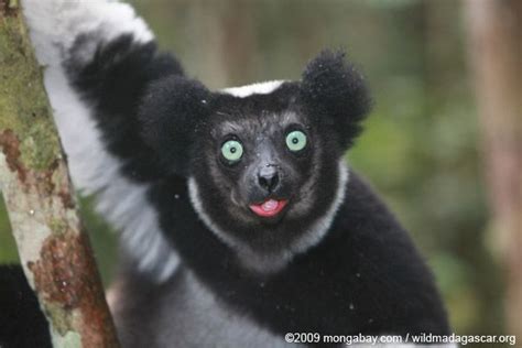 The Indri An Endangered Lemur Of Madagascar Threatened By Poaching
