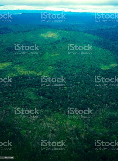 Aerial View Of Tropical Rainforest Stock Photo Download Image Now