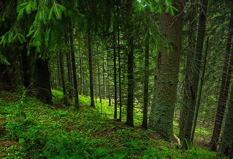 Green Leafed Trees In Forest Hd Wallpaper Wallpaper Flare