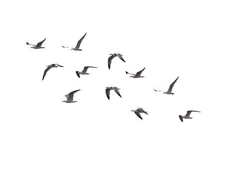Sea Ocean Birds Png Pic Png All Png All
