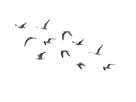 Sea Ocean Birds Png Pic Png All