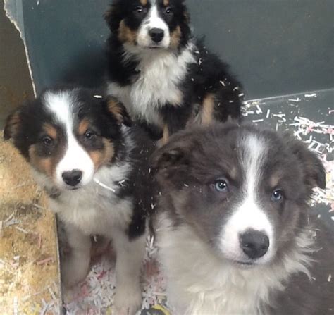 Blue And White And Tan Border Collie Bitch Pups Carlisle