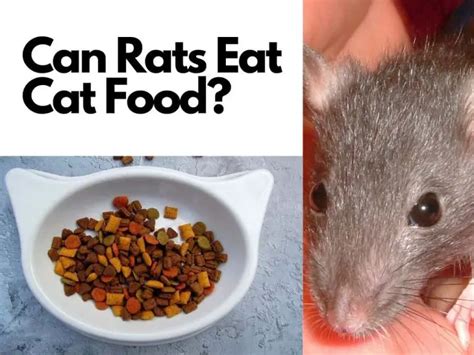 Can U Feed Rats Dog Food