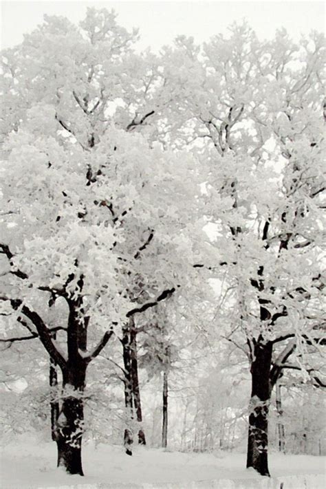 Winter Beauty Snow Beautiful Scenes Pinterest