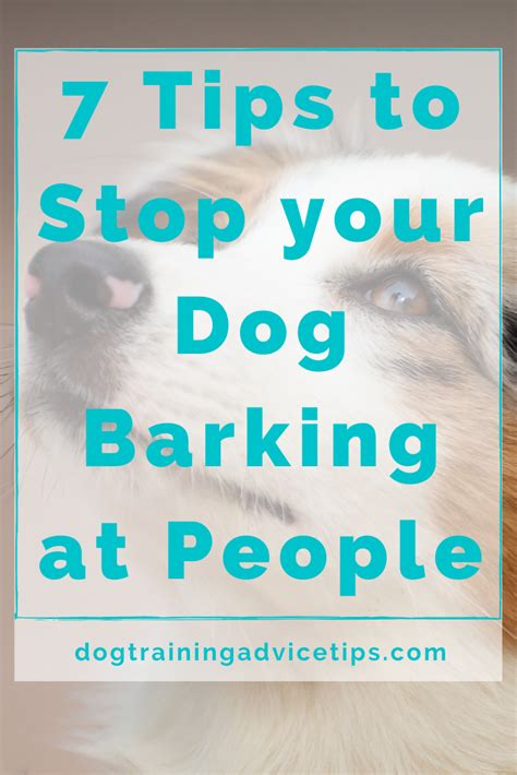 7 Tips To Stop Your Dog Barking At People Dogtrainingadvicetips