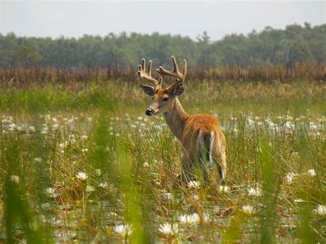 A Deer In The Everglades Smithsonian Photo Contest Smithsonian Magazine