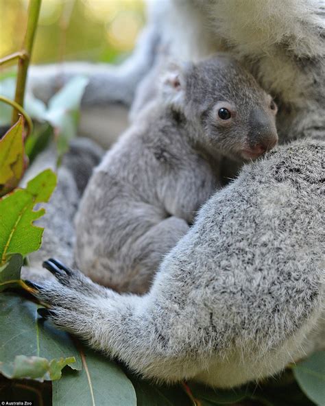 Australia Zoo Shows Off Their Cutest Koala Joey Ever Daily Mail Online