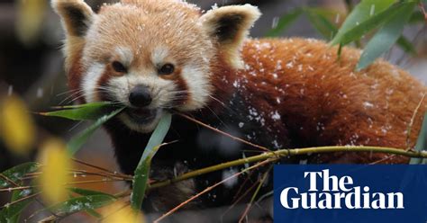 Red Panda Goes Missing From Belfast Zoo Uk News The Guardian