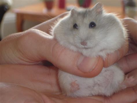 Dwarf Winter White Hamster Colors