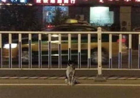 Der Besitzer Ist Gestorben Der Hund Wartet 83 Tage Lang Am Straßenrand